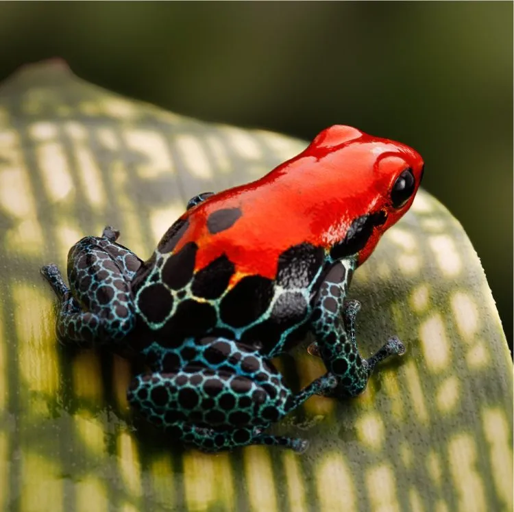 important tasks rare frog